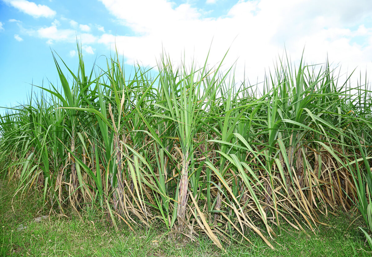 Fermentation of sugar from sugarcane is a key process in the manufacture of PHA.
