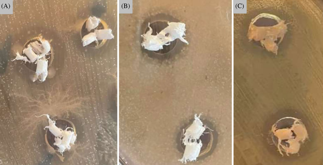 Inhibition zones of PE/20CD-lim: Staphylococcus aureus ATCC 25923 (A); Candida albicans ATCC 10231 (B); Pseudomonas aureuginosa ATCC 27853 (C).