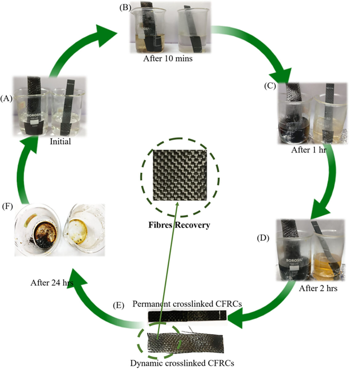 An illustration of recovery of fibers of SB vitrimer laminates samples at 150°C for 24 h in comparison with Traditional epoxy laminates.