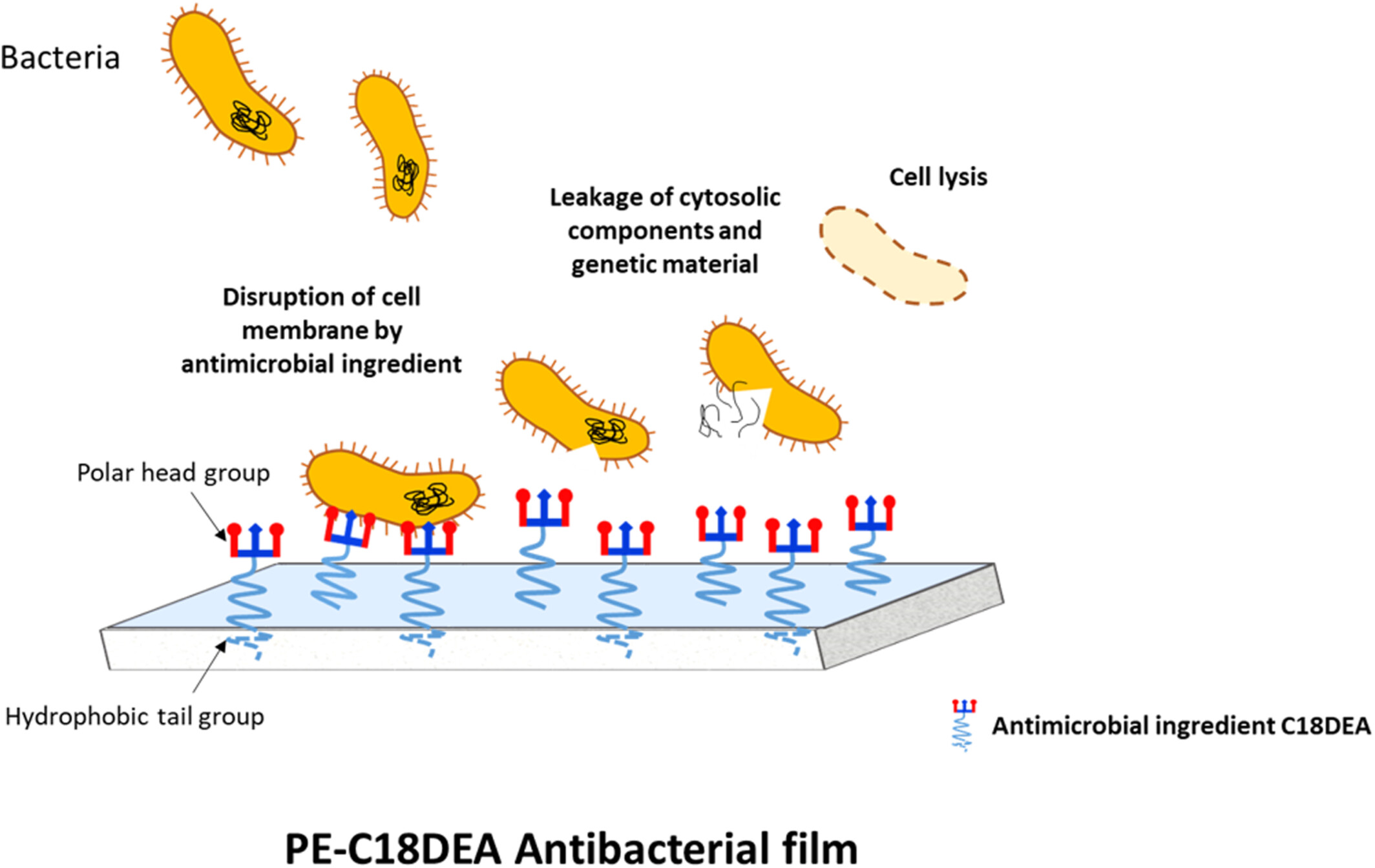 Hypothesis of antibacterial mechanism of action of PE-C18DEA films on bacterial cells. The figure illustrates the proposed mechanism of how the films exert their antibacterial effects. The non-polar alkyl chain of C18DEA is hypothesized to interact with bacterial cell membranes, leading to membrane disruption, cell leakage, and eventual cell death.