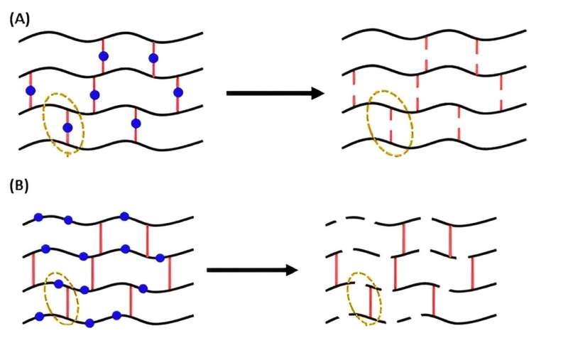 Polymers with breakable bonds inserted into the polymer chains (B) were more easily degraded and re-formed than those with breakable bonds in the crosslinks (A).