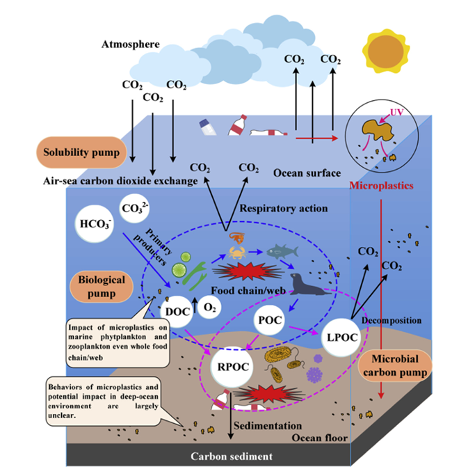 Carbon cycling in the ocean, dissolved organic carbon (DOC), Particulate organic carbon (POC), labile dissolved organic carbon (LPOC), recalcitrant dissolved organic carbon (RPOC).