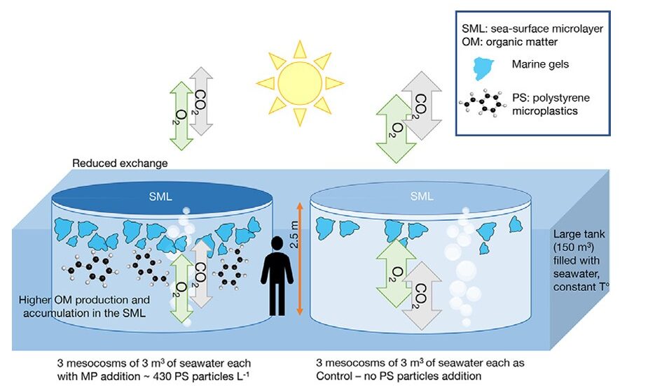 Graphical explanation of a twelve-day experiment using two types of mesocosms with different compositions. Courtesy of Science of the Total Environment Vol 857 Part 3. 