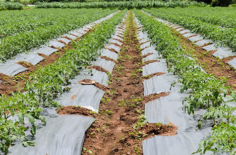PlantSea’s seaweed-based agricultural mulch films are designed to decompose at the end of the growing season. Where it hasn’t degraded, one can plow the mulch back into the soil. 