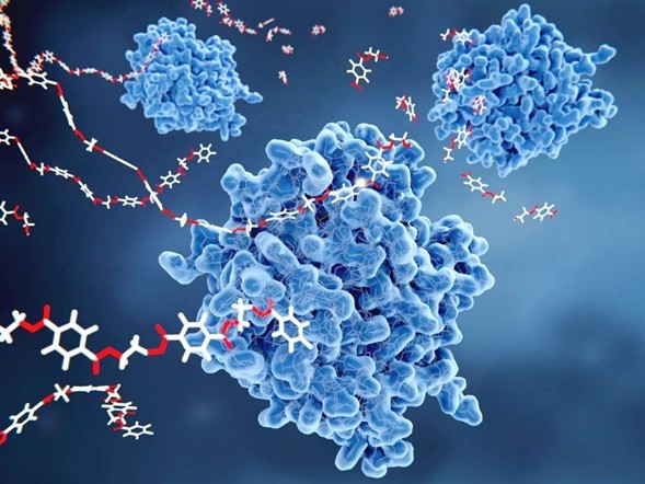 Enzymatic degradation uses microbial enzymes to break down plastic. Courtesy of LABIOTECH.