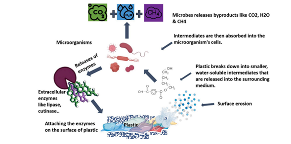 Mechanism of action of enzymes in biodegradation of polymers. Courtesy of Comprehensive review on enzymatic polymer degradation: A sustainable solution for plastics.