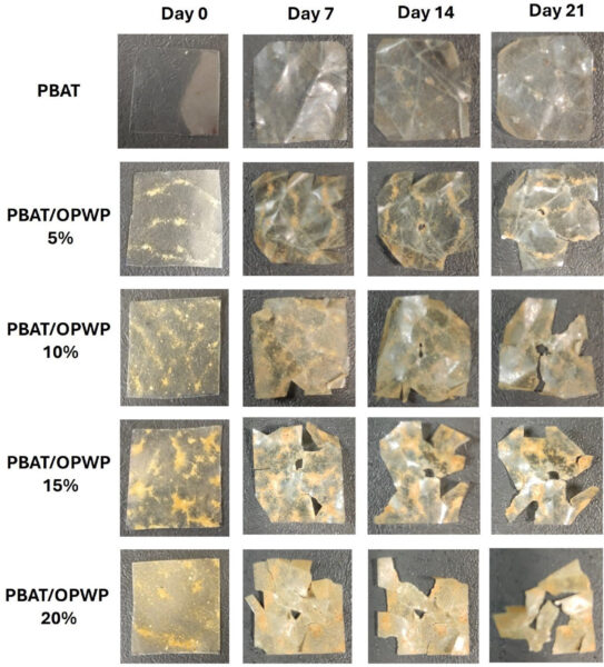 Visual appearance of biodegraded prepared films. Courtesy of Development and Characterization of Eco-FriendlyPoly(Butylene Adipate-Co-Terephthalate) (PBAT)/OrangePeel Powder Films for Active Packaging Applications.