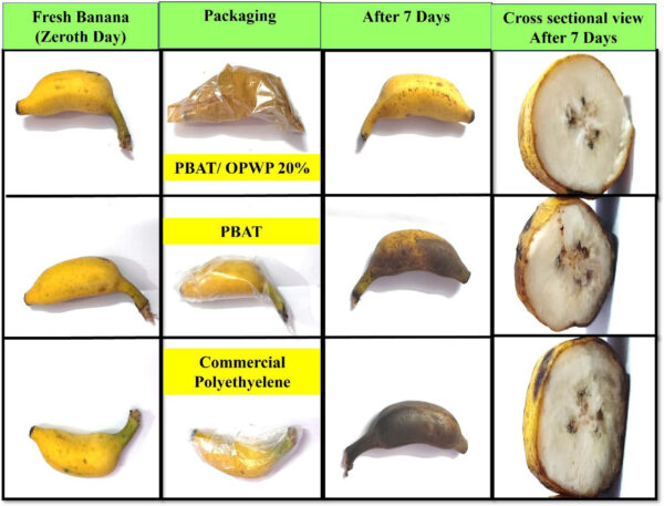 The visual appearance of bananas stored in the open air and in various plastic bags for 7 days. Courtesy of Development and Characterization of Eco-FriendlyPoly(Butylene Adipate-Co-Terephthalate) (PBAT)/OrangePeel Powder Films for Active Packaging Applications.