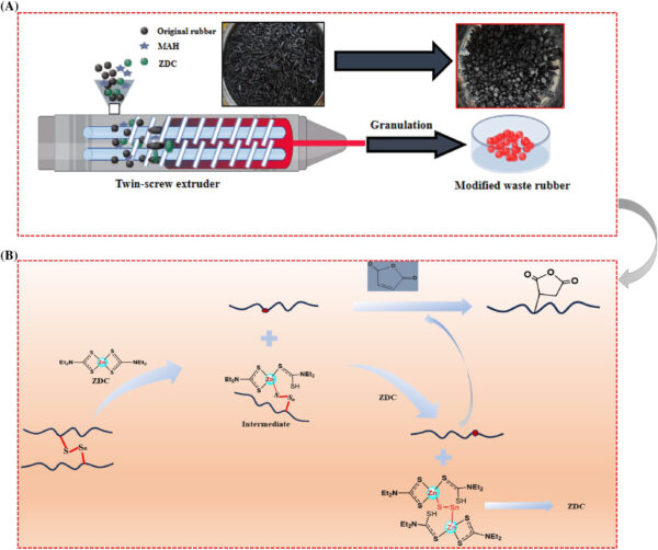 (A) Twin-screw extruder regeneration and modification process, (B) regeneration mechanism of devulcanization-grafting in the extrusion process. Courtesy of Large-scale recycling of waste cross-linked ethylene propylene diene monomer enabled by devulcanization-grafting strategy.