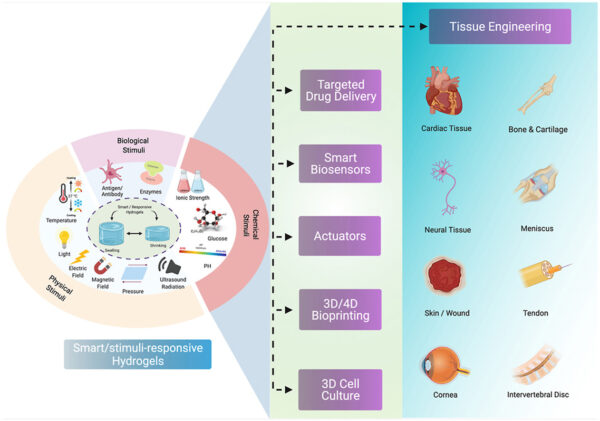 Schematic illustration of different smart/stimuli-responsive hydrogels employed for different biomedical applications. Courtesy of Smart/stimuli-responsive hydrogels: Cutting-edge platforms for tissue engineering and other biomedical applications.