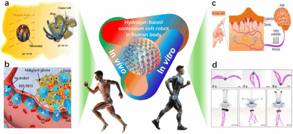 Hydrogel-based continuum soft robots demonstrated in vitro and in vivo include: (a) magnetically controlled microrobots for targeted drug delivery; (b) micro- and nano-scale robots designed for precise therapeutic delivery; (c) skin-inspired hydrogel sensors for real-time monitoring; and (d) spinning-designed, weaveable hydrogel fiber robots for wearable applications. Courtesy of Hydrogel-Based Continuum Soft Robots.