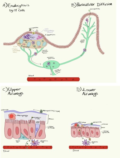 Possible ways of entry and transport of the MPs from the respiratory and gastric organs to the placenta. Courtesy of Plasticenta: First evidence of microplastics in human placenta.