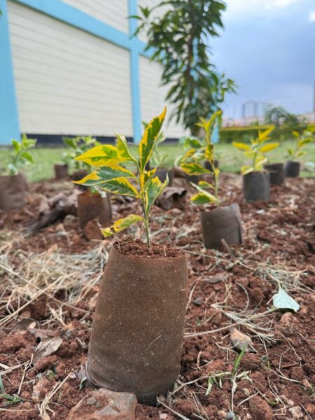 HyaPak’ biodegradable seedling bags for the “Jaza Miti Initiative”. Courtesy of HyaPak.