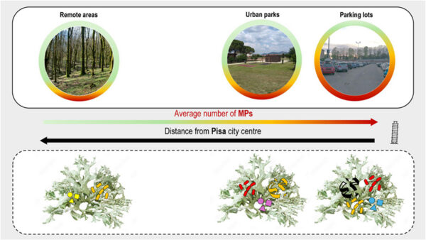 By placing lichens in various environments, researchers could plot a gradient of microplastic content against population density. Figure courtesy of Greenspaces can reduce the level of airborne microplastic contamination in urban environments: Evidence from a lichen biomonitoring study.