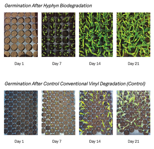 A side-by-side germination study compared soil samples from Hyphyn degradation with those from conventional vinyl. Courtesy of HyphynTM