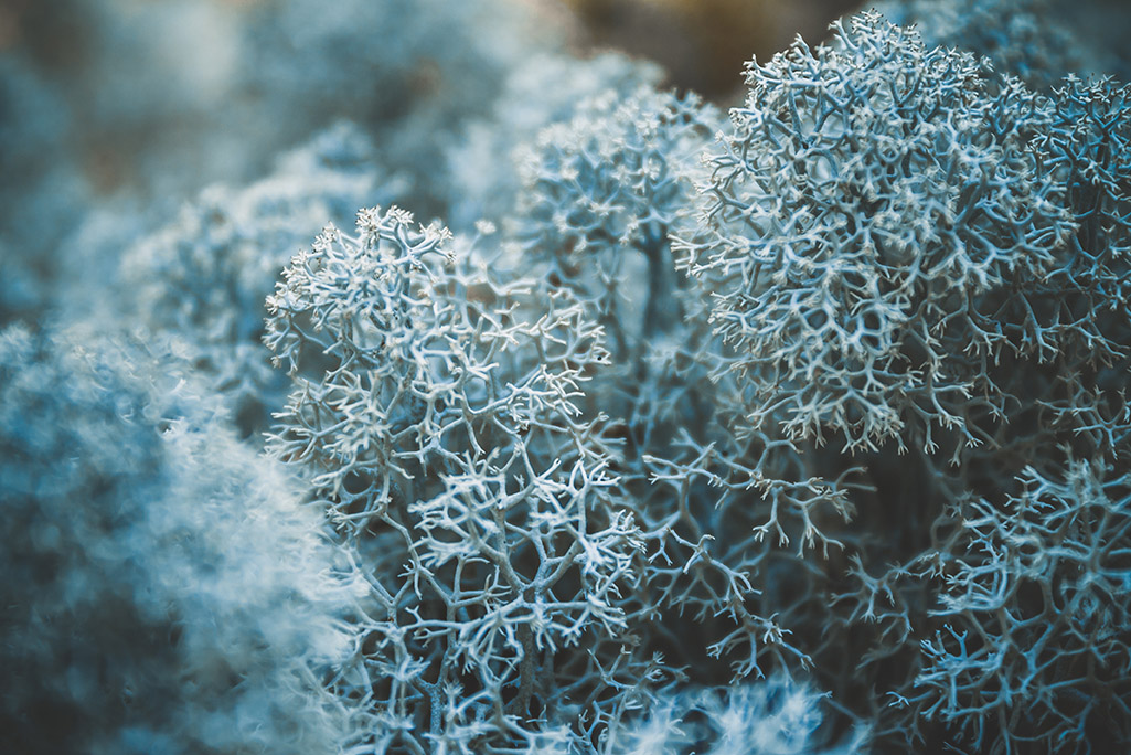 Lichens can monitor the amount of atmospheric microplastics in their environment.