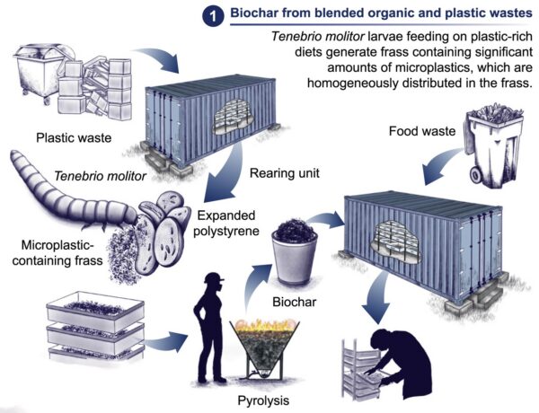 Mealworms (Tenebrio molitor larvae) feed on a mixture of plastic and organic waste to produce frass. Image courtesy of Insect farming: A bioeconomy-based opportunity to revalorize plastic wastes.