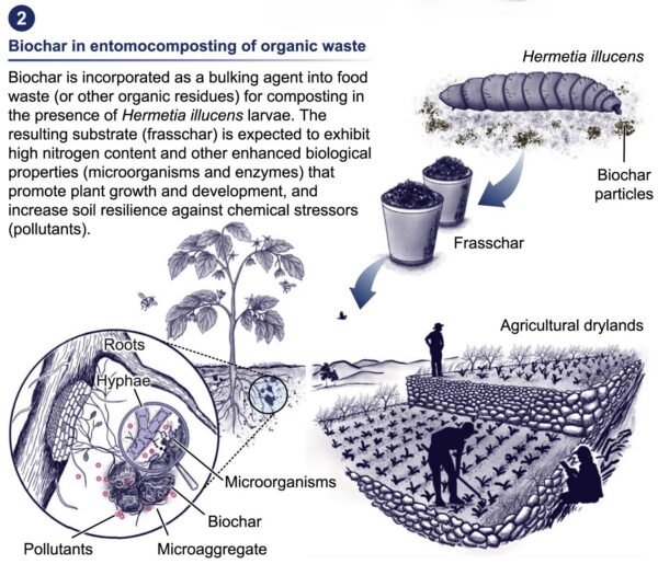 Black soldier fly larvae (Hermetia illucens) then feed on biochar and food waste to produce frasschar. Image courtesy of Insect farming: A bioeconomy-based opportunity to revalorize plastic wastes.