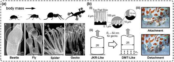 Polymer designers can leverage the exact mechanisms that allow for dry adhesion in nature. Courtesy of Advancing smart dry adhesives with shape memory polymers.