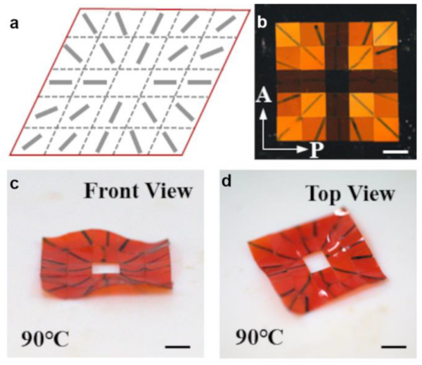 By cutting and arranging LCE pixels, the researchers could assemble a LCE with custom director patterns. Figure courtesy of Reconfigurable Liquid Crystal Elastomer Director Patterns for Multi-Mode Shape Morphing.