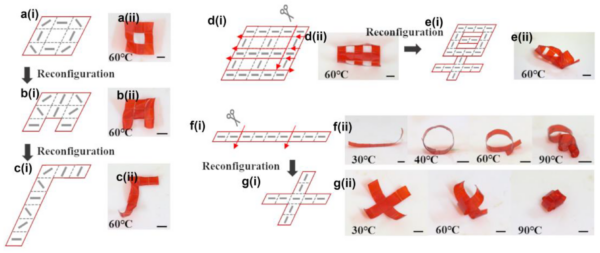 Using the reassembled pixels, researchers reconfigured the LCEs into complex shapes with various shape morphing modes. Figure courtesy of Reconfigurable Liquid Crystal Elastomer Director Patterns for Multi-Mode Shape Morphing.