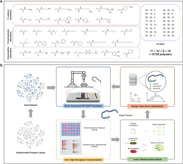 The polymer library (a) enabled seed dataset generation for the screening of antimicrobial polymers (b). Figure courtesy of AI-guided precise design of antimicrobial polymers through high-throughput screening technology on an automated platform.