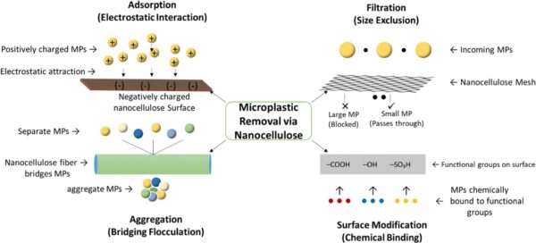 Nanocellulose remediates microplastic contamination in water through adsorption, filtration, aggregation, and surface modification. Figure courtesy of Microplastic removal from wastewater through biopolymer and nanocellulose-based green technologies.