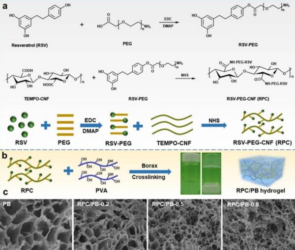 The combination of physical and chemical crosslinking architecture enables Scientists to customize complex designs to specific applications. Researchers obtained pH-sensitive hydrogel using specialized procedures and techniques. Courtesy of Advances in Composite Stimuli-Responsive Hydrogels for Wound Healing: Mechanisms and Applications. 