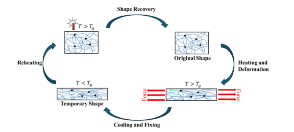 The shape recovery process of Thermo-responsive SMPs consists of three main stages to transition between rigid and elastic states. Adapted from: NIR-induced photothermal-responsive shape memory polyurethane for versatile smart material applications