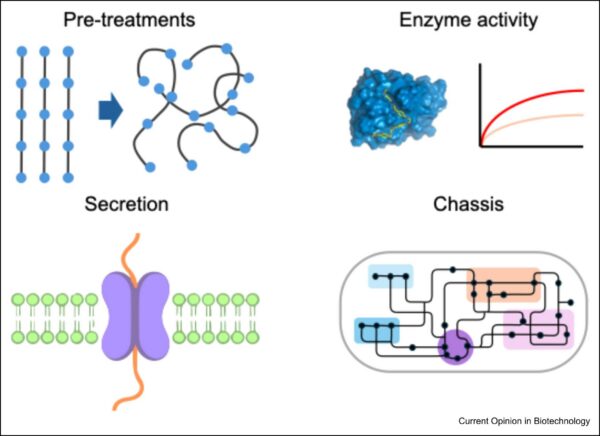 Designing pretreatments suitable for microplastics can enhance the effectiveness of bio-based waste treatment. Figure courtesy of Engineering whole-cell catalysts to use plastic waste as a feedstock.