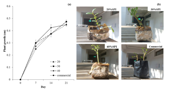 The application of CS-SPI film in nursery bags: plant growth and development at different contents of SPI compared to commercial bags (a) appearances and biodegradation after 22 days (b) Courtesy of Biodegradable planting bags composed of bio composite film using cassava starch and soy protein isolate: Design, production, and application