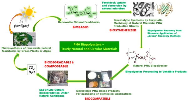 Circularity of natural PHA biopolyesters. Courtesy of Microbial PolyHydroxyAlkanoate (PHA) Biopolymers—Intrinsically Natural.