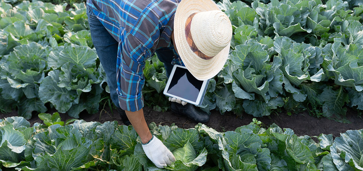 Smart polymer matrices release agrochemicals exactly on demand, boosting commercial yields while eliminating toxic runoff