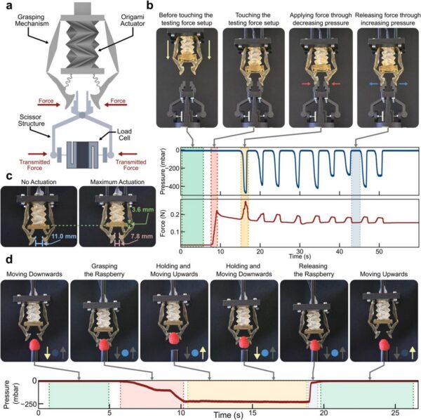 Monolithically printed soft robotic gripper in operation. Courtesy of Monolithic 3D Printing of Origami‐Inspired Soft Robotics from Sustainable Bio‐Based Resin - Montazeri - 2026 - Advanced Science - Wiley Online Library.