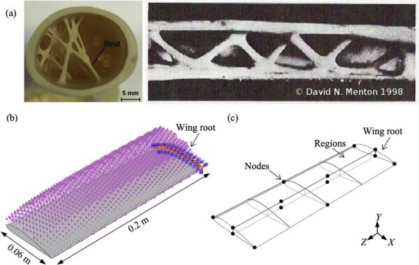 Figure 1 – The internal structure of vulture bones (a) is a source of inspiration for researchers designing aircraft wings. Figure courtesy of Optimization, additive manufacturing, and testing of bird-bone-inspired materials for aircraft wing designs.