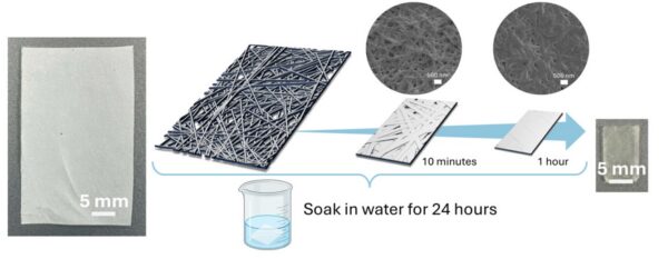 Schematic of the coupled macroscopic shrinkage and microscopic swelling behavior of PA6F nanofiber membranes during water immersion. Courtesy of Water-Induced Confinement of Perfluorinated Pollutants in Biobased Polyamide Nanofibrous Membranes.
