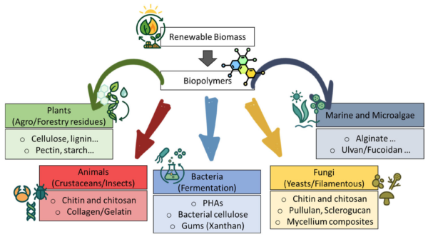 Representative feedstock sources of sustainable biopolymers, categorized by origin (plants, marine algae, animals, fungi, bacteria). Courtesy of Extraction, Characterization and Applications of Biopolymers from Sustainable Sources.