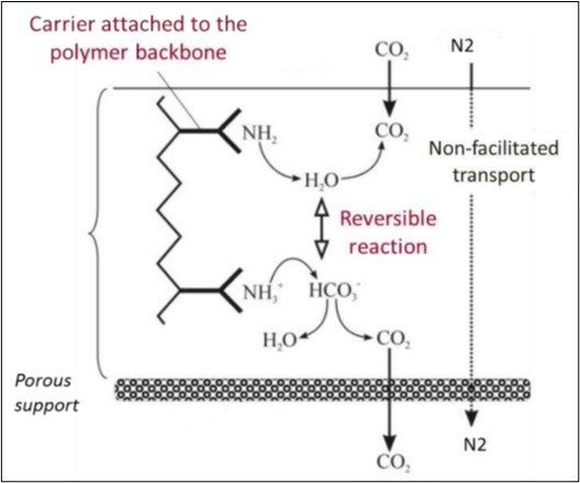 Facilitated transport mechanism of fixed-site amine carrier membrane. Courtesy of Analysis of CO2 Facilitation Transport Effect through a Hybrid Poly (Allyl Amine) Membrane: Pathways for Further Improvement. Open Access CC BY 4.0.