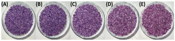 Granulated PP92/TP8 blends after one to five mechanical recycling cycles show progressive fading, indicating reduced color intensity in the high-pigment thermochromic polypropylene formulation. Courtesy of Towards Sustainable Food Packaging: Mechanical Recycling Effects on Thermochromic Polymers Performance.